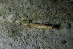 Helcystogramma phryganitis