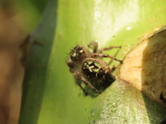 Phidippus bidentatus