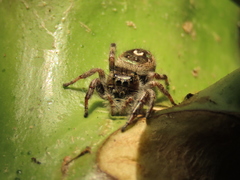 Phidippus bidentatus