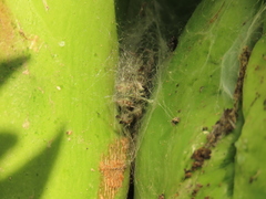 Phidippus bidentatus