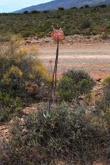 Cotyledon orbiculata spuria