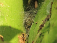 Phidippus bidentatus