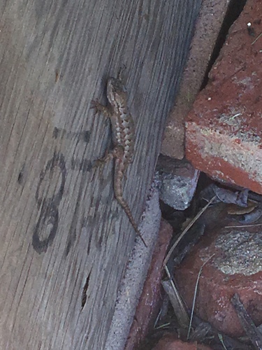 iNaturalist observation photo of Western Fence Lizard