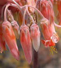 Cotyledon orbiculata spuria