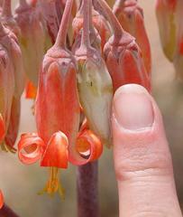 Cotyledon orbiculata spuria