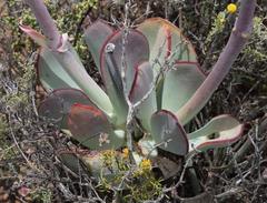 Cotyledon orbiculata spuria