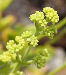Crassula cultrata