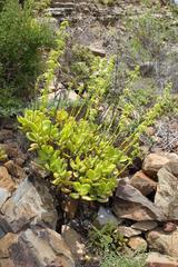 Crassula cultrata