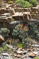 Crassula cultrata
