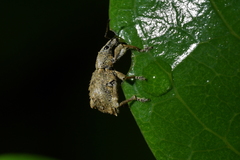 Catoptes binodis