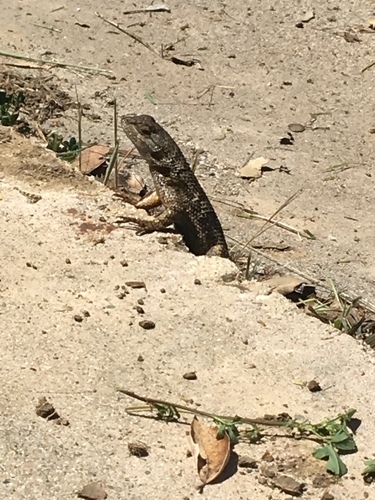 iNaturalist observation photo of Western Fence Lizard