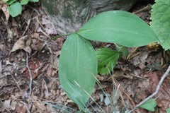 Convallaria keiskei