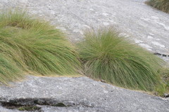 Festuca scabriculmis
