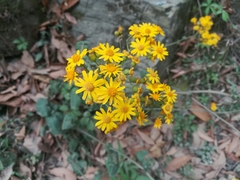 Packera coahuilensis