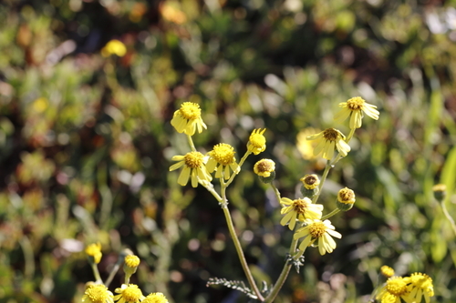 Image of Senecio spiraeifolius by (c) Karen Eichholz, some rights reserved (CC BY)