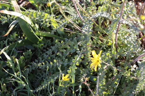 Image of Senecio spiraeifolius by (c) Karen Eichholz, some rights reserved (CC BY)