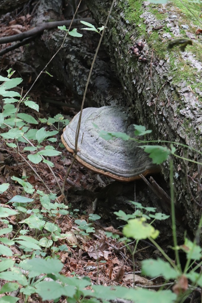 Fomes fomentarius · August 2021 · photo: © ninacourlee (iNaturalist, cc-by)