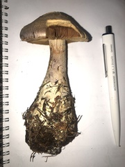 Cortinarius