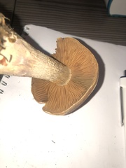 Cortinarius
