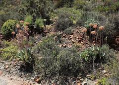 Cotyledon orbiculata spuria