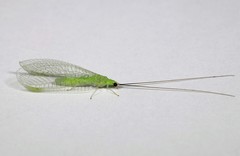 Ceraeochrysa lineaticornis