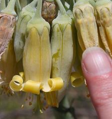 Cotyledon orbiculata spuria