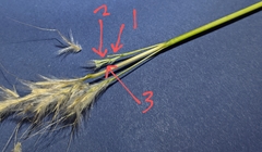 Bothriochloa hybrida