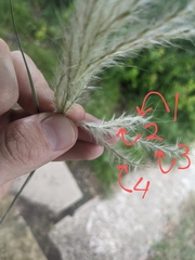 Bothriochloa hybrida