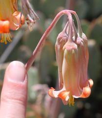 Cotyledon orbiculata spuria