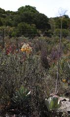 Cotyledon orbiculata spuria
