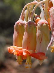 Cotyledon orbiculata spuria