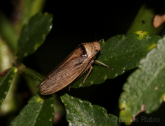 Sordana sordida