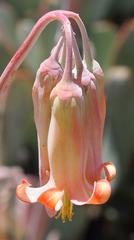 Cotyledon orbiculata spuria