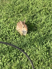 Sylvilagus floridanus