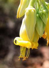 Cotyledon orbiculata spuria