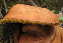 Phylloporus pelletieri