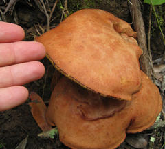 Phylloporus pelletieri