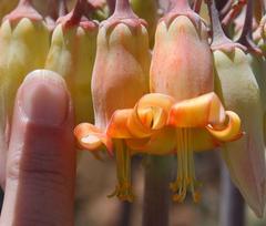 Cotyledon orbiculata spuria