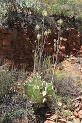 Cotyledon orbiculata spuria