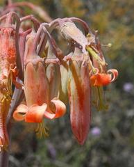 Cotyledon orbiculata spuria
