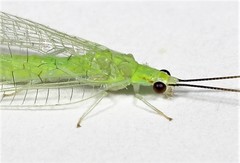 Ceraeochrysa lineaticornis