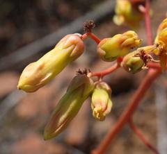 Tylecodon paniculatus × wallichii