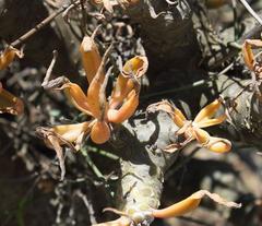 Tylecodon paniculatus × wallichii