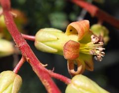 Tylecodon paniculatus × wallichii