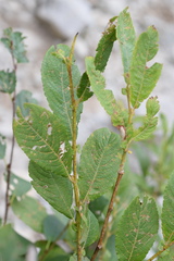 Salix appendiculata