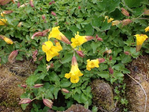 Image of Erythranthe veronicifolia by no rights reserved