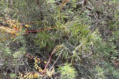 Tylecodon paniculatus × wallichii