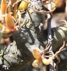 Tylecodon paniculatus × wallichii