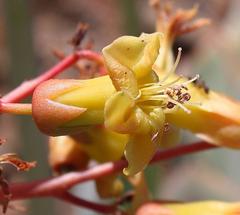 Tylecodon paniculatus × wallichii