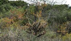 Tylecodon paniculatus × wallichii